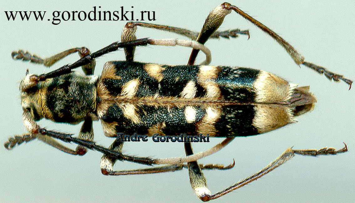 http://www.gorodinski.ru/cerambyx/Anaglyptus apicicornis.jpg